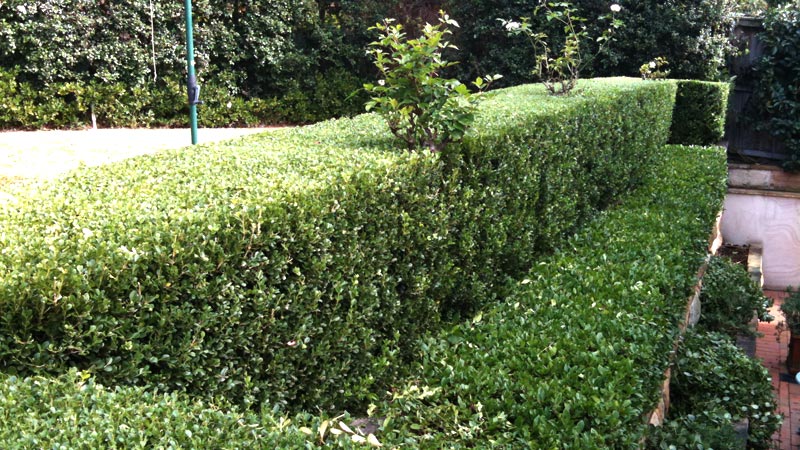A maintained hedge.