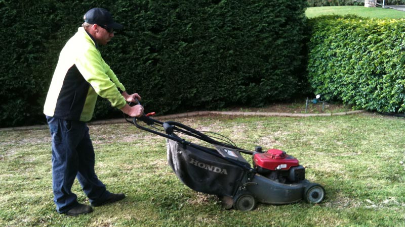 A mown back yard lawn bordered by hedges.