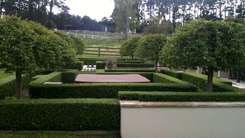 Formal hedges on a rural property.