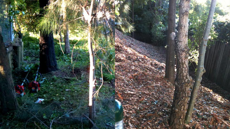 A garden before and after restoration.