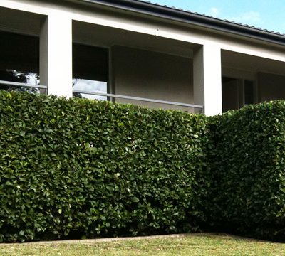 A well maintained hedge in a modern garden.